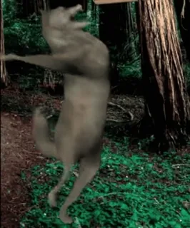 🐺 cddaa4f4 wolf, wald, tier, baum telegram sticker