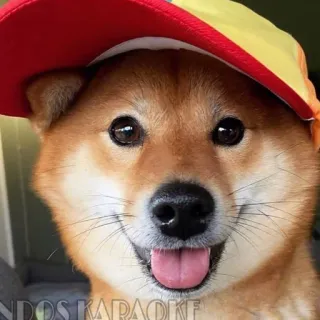 🐶 18eb74b9 pies, shiba inu, kapelusz, słodki, zwierzę telegram sticker