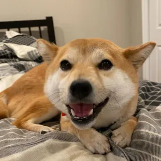 😃 53739ff3 pies, shiba inu, zwierzę domowe, zwierzę, słodki, szczęśliwy telegram sticker