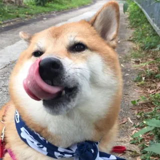 🤪 7bb628c3 pies, shiba inu, lizanie, słodki, zwierzę telegram sticker