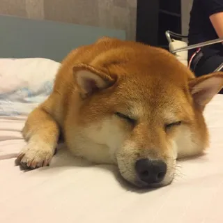 😴 81749f2f pies, shiba inu, śpiący, słodki, zwierzę domowe, zwierzę telegram sticker