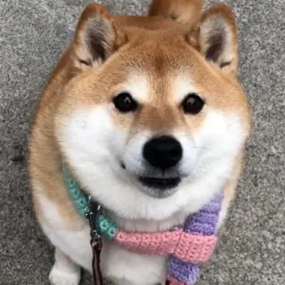 🐶 a559e60f pies, shiba inu, szalik, słodki, zwierzę, zwierzak telegram sticker