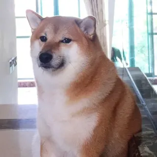 😕 df4ade46 Doge pies, shiba inu, mem, zwierzę, zwierzak telegram sticker