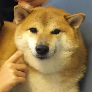 🙂 e9b9d5a7 pies, shiba inu, słodki, zwierzę domowe, zwierzę telegram sticker