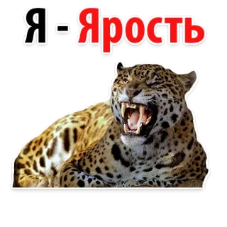 😡 607f4902 Я - Ярость jaguar, enojado, feroz, animal, felino salvaje, ruso whatsapp sticker