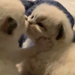 🤍 037f0be5 kittens, cats, animals, kissing, cute, affectionate, pets telegram sticker