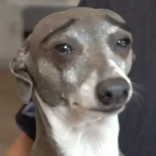 😢 0615d804 dog, italian greyhound, sad, meme, animal telegram sticker