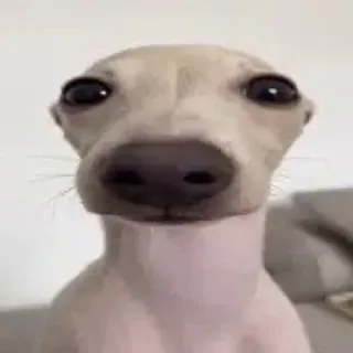 🧐 0a3d5aa7 dog, animal, pet, italian greyhound, whippet, cute telegram sticker