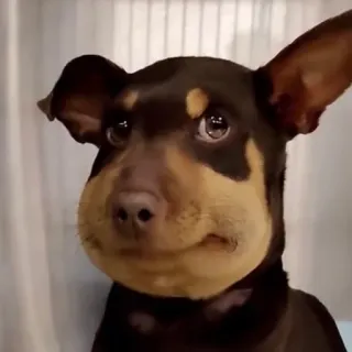 😬 179594f6 dog, animal, pet, bee sting, swollen, cute telegram sticker