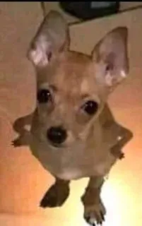 😠 22d22988 dog, chihuahua, pet, animal, cute, small dog telegram sticker