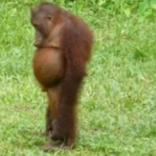😕 4c3cbc87 orangutan, animal, ape, primate, nature, wildlife telegram sticker