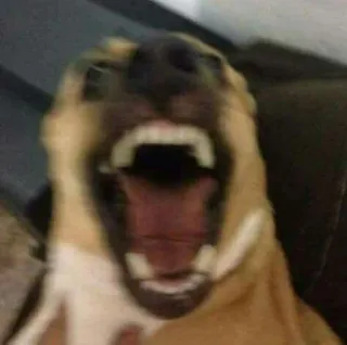 🤯 59c4fee8 dog, teeth, open mouth, animal, pet telegram sticker