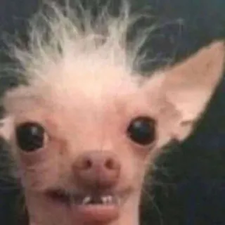 ☺️ 62970f2f dog, ugly dog, hairless dog, animal telegram sticker