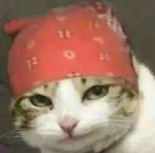 😏 69dd87af cat, bandana, animal, pet, headwear telegram sticker