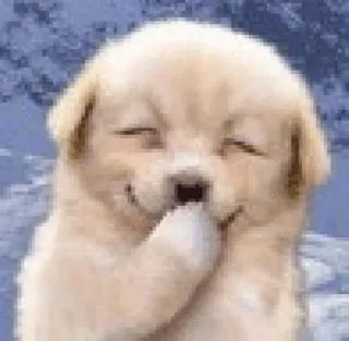 😏 770bef39 puppy, dog, animal, cute, golden retriever, pet, smiling telegram sticker