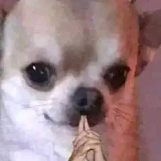 😕 7998fe01 dog, chihuahua, offensive gesture, anime hand, annoyed telegram sticker