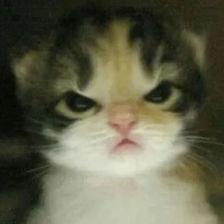 😡 8275a7b2 kitten, cat, angry, feline, pet, animal, grumpy telegram sticker