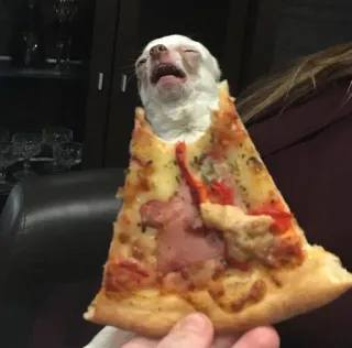 🤯 a2e524bf dog, pizza, food, animal, pet, chihuahua telegram sticker