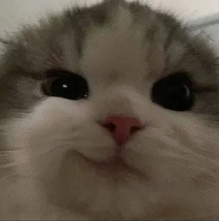 😏 aad02311 cat, cute, animal, pet, kitten, meme telegram sticker