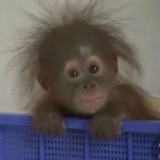 🥺 bb9db955 orangutan, animal, cute, monkey, zoo telegram sticker