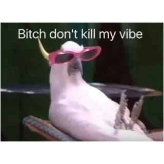 😎 ca997517 Bitch don't kill my vibe bird, cockatoo, sunglasses, meme, vibe, sassy, humor telegram sticker