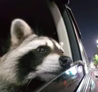 😢 d1bc6c1f raccoon, car, night, animal, wildlife telegram sticker