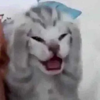 😰 d392c74c cat, animal, meme, funny, pet telegram sticker