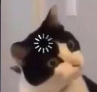 ❓ d732b06d cat, loading, waiting, funny, animal telegram sticker