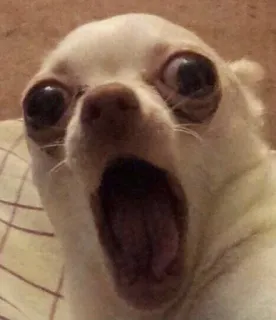 😳 d9c713d4 dog, chihuahua, scream, open mouth, scared, shocked telegram sticker