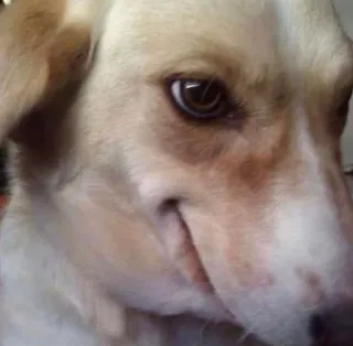 😏 dccd1833 dog, pet, animal, close-up, portrait, canine telegram sticker