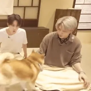 🌟 5f16c035 개, 애완동물, 시바견, 남자, 실내, 앉아있는 telegram sticker