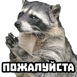 🥺 45bb3a89 ПОЖАЛУЙСТА rakun, tolong, permintaan, hewan telegram sticker