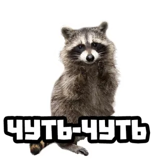 🤏 8119617f чуть-чуть rakun, lucu, hewan, rusia, teks telegram sticker