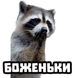 🙊 8c495a44 БОЖЕНЬКИ rakun, imut, lucu, stiker, meme telegram sticker