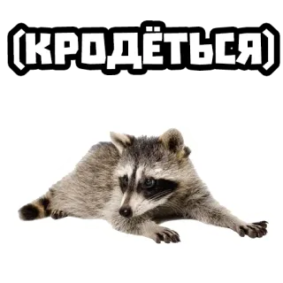 🐭 9a9772d9 (КРОДЁТЬСЯ) rakun, binatang, lucu, meme, teks telegram sticker