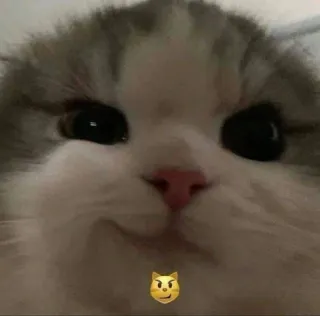 😏 7decbd85 kucing, binatang, hewan peliharaan, imut, anak kucing telegram sticker