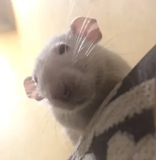 😦 15df86c9 rat, animal de compagnie, animal, rat blanc, mignon, domestiqué whatsapp sticker