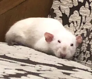 😌 16edb778 rat, animal, animal de compagnie, rongeur, rat blanc, canapé whatsapp sticker