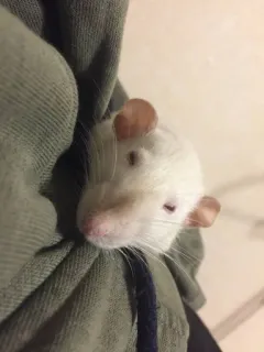 😙 1e909e81 rat, animal de compagnie, animal, rat blanc, mignon, rongeur whatsapp sticker