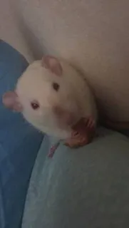 🥨 2341e9cf rat, animal, rat blanc, animal de compagnie, rongeur, mignon, rat domestique whatsapp sticker