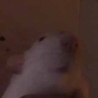 😑 45209687 chien, animal de compagnie, animal, blanc, mignon, drôle whatsapp sticker