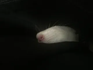 😴 569aa16a rat, nez, blanc, animal, animal de compagnie, rongeur whatsapp sticker