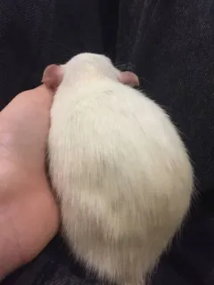 🤨 5ff0d65c rat, animal de compagnie, blanc, animal, mammifère, rongeur whatsapp sticker