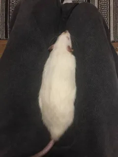 💧 79af7902 rat, animal de compagnie, animal, rongeur, rat blanc, rat domestique whatsapp sticker