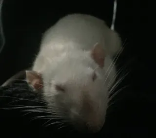 🥱 a3b5e436 rat, rongeur, animal, rat blanc, animal de compagnie whatsapp sticker