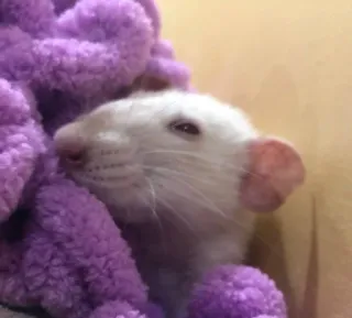 🧐 a891872b rat, animal de compagnie, animal, mignon, rongeur, blanc, violet, endormi whatsapp sticker