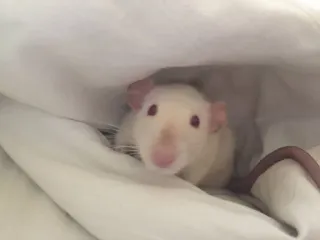 😳 dc963ce7 rat, animal, mignon, rongeur, animal de compagnie, rat blanc whatsapp sticker