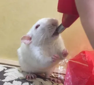 🥛 ec9f8623 rat, animal, animal de compagnie, rongeur, mignon, blanc, boire, eau whatsapp sticker