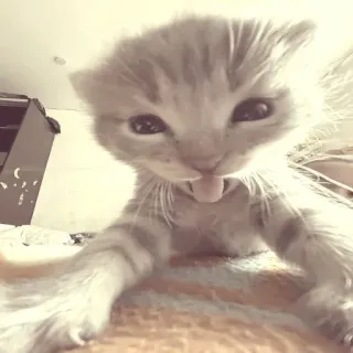 😛 0690137d mèo, mèo con, dễ thương, động vật, thú cưng, hài hước telegram sticker