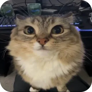 😊 38002055 mèo, thú cưng, động vật, dễ thương, mèo nhà, động vật có vú telegram sticker